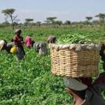 UK To Invest $15m In Nigeria’s Agric Sector