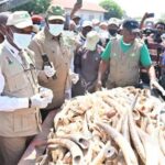 Nigeria Destroys Seized Elephant Tusks Worth $11.2m