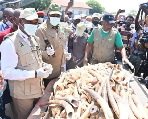 Nigeria Destroys Seized Elephant Tusks Worth $11.2m
