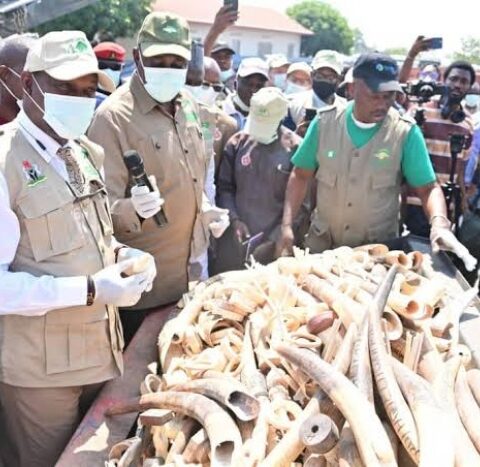 Nigeria Destroys Seized Elephant Tusks Worth $11.2m