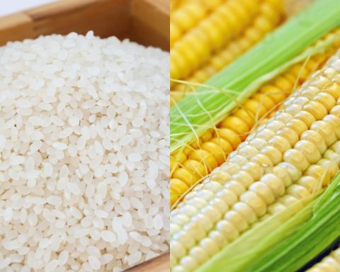 rice corn stock photo