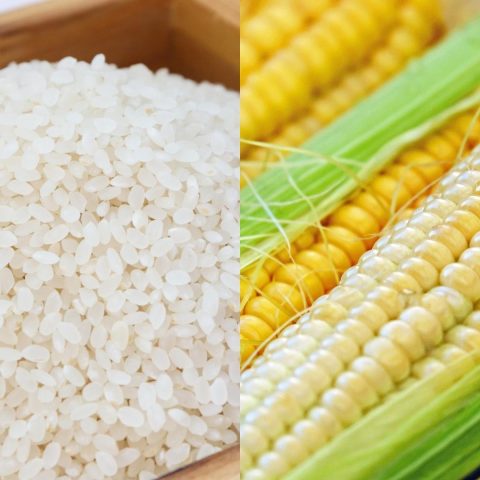 rice corn stock photo