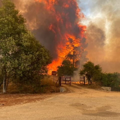 Death Toll Rises To 51 As Wildfires Spread In Chile, President Declares Emergency