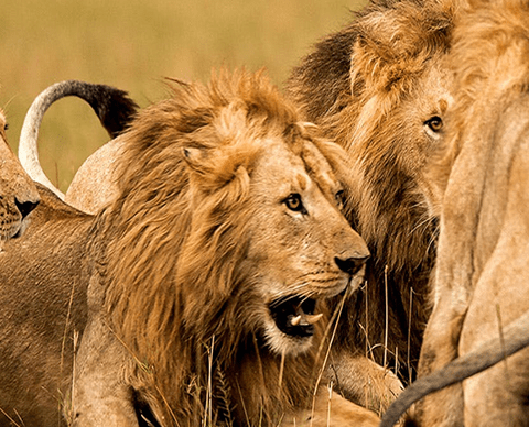 9- Year Old Lion Kills OAU Staff