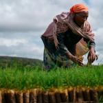 Ethiopia: African Development Fund grants $ million to improve access to water and sanitation for pastoral communities in the Borana region