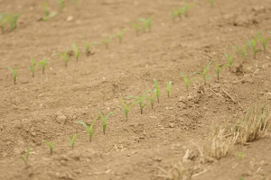 Anambra Farmers Worry Over Prolonged Lack Of Rainfall