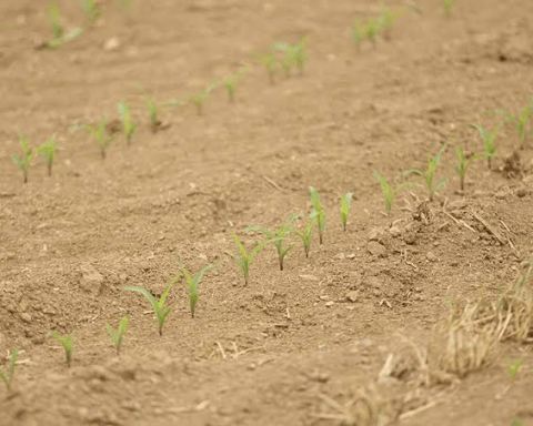 Anambra Farmers Worry Over Prolonged Lack Of Rainfall