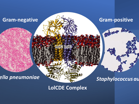 Engineering A Smart Antibiotic For Pinpoint Targeting Of Dangerous Bacteria