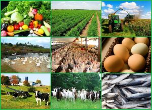 French Investors Support Establishment Of Full Agribusiness Market In Oyo
