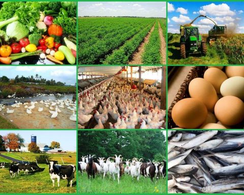 French Investors Support Establishment Of Full Agribusiness Market In Oyo