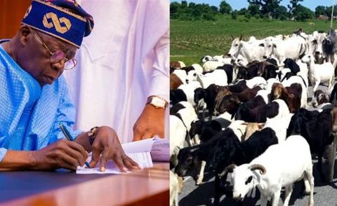 Tinubu Creates Ministry Of Livestock Development