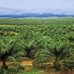 Edo Eyes High FOREX Earnings On Oil Palm Investments, As Okomu Records Over 200% Surge In Export Revenue