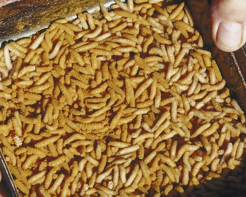 From Disgusting To Unsung Heroes: How Maggots Are Revolutionizing Wound Treatment