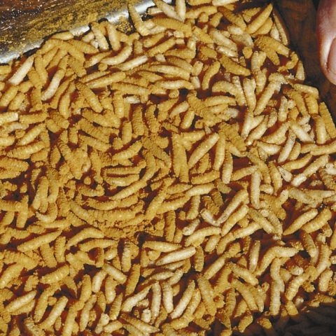 From Disgusting To Unsung Heroes: How Maggots Are Revolutionizing Wound Treatment