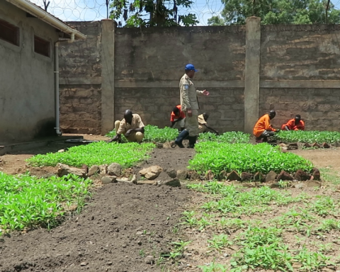 UNMISS supported gardening program improves the health of inmates at Torit prison