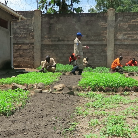 UNMISS supported gardening program improves the health of inmates at Torit prison