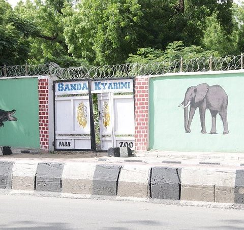 Flood Kills Many Animals In Maiduguri Zoo, Others Escape — Manager