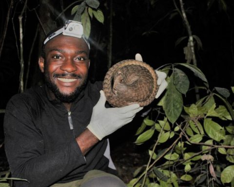 Nigerian Researcher Receives Prestigious International Award for Groundbreaking Pangolin Conservation Efforts