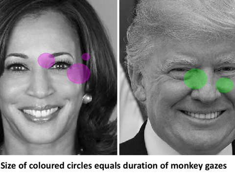 Weird But True US Election was a Monkey Business