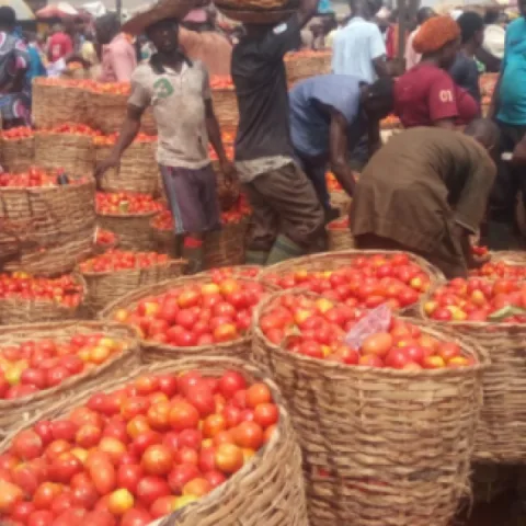 Tomatoes Prices Drop By 90% As Farmers Celebrate Bumper Harvest