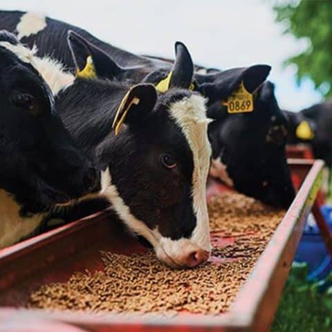 Landy Ranchers Invests In Livestock Production To Meet Local Demands For Meat, Dairy Products