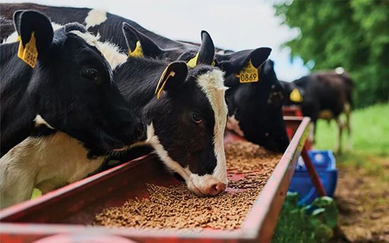 Landy Ranchers Invests In Livestock Production To Meet Local Demands For Meat, Dairy Products