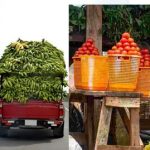 Farm To Shelf: The Logistics Of Getting Healthy Food Into Urban Markets