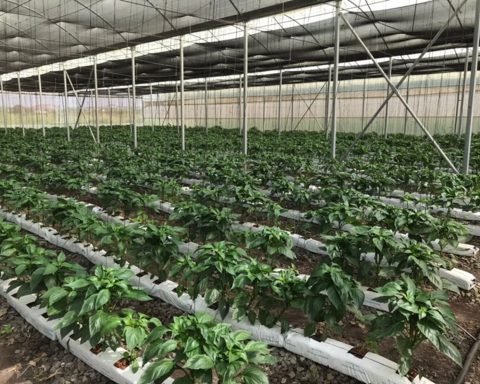 Urban Farming in Lagos: Can It Feed the Health-Conscious Middle Class?