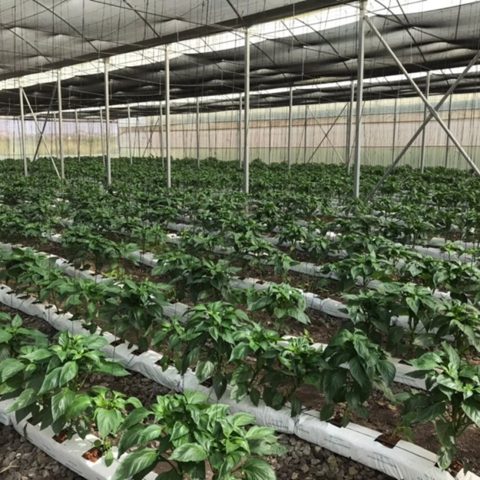 Urban Farming in Lagos: Can It Feed the Health-Conscious Middle Class?