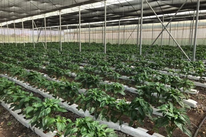 Urban Farming in Lagos: Can It Feed the Health-Conscious Middle Class?