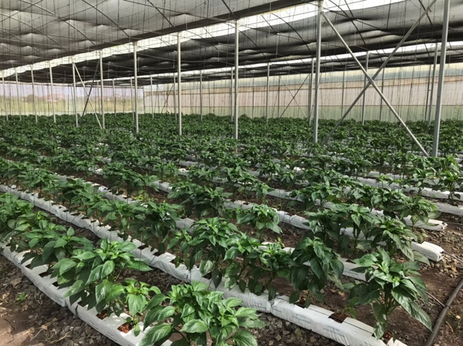 Urban Farming in Lagos: Can It Feed the Health-Conscious Middle Class?