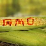 NAFDAC Declares Genetically Modified Foods Safe, Mandates Clear Labelling For All GM Products
