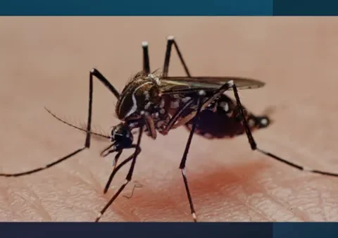 mosquitoes sucking blood
