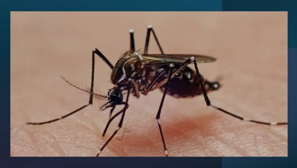 mosquitoes sucking blood