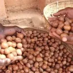 Shea Nut Ban Threatens Livelihoods, Investor Confidence - CPPE Warns