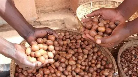 Shea Nut Ban Threatens Livelihoods, Investor Confidence - CPPE Warns